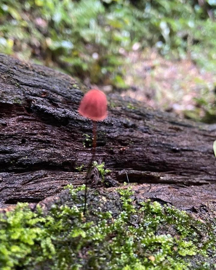 Sitio Metropole - Refugio Na Natureza Piraju Dış mekan fotoğraf